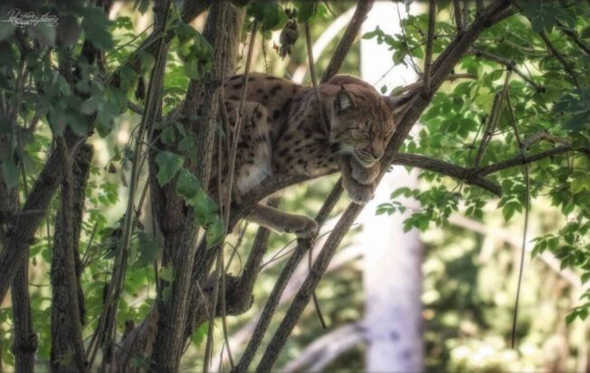 luchs-tiere-zoo-rosegg-ausflugsziele-scaled_©Robert Watzenig
